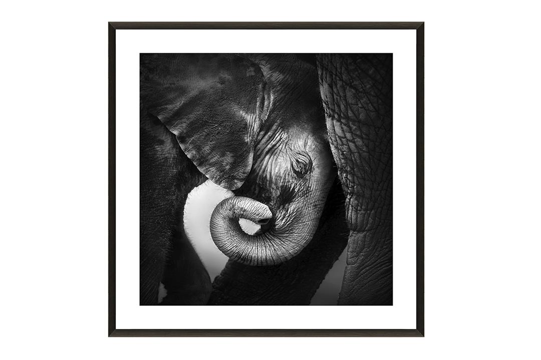 An Elephants Love Print In Glass With Black Frame
