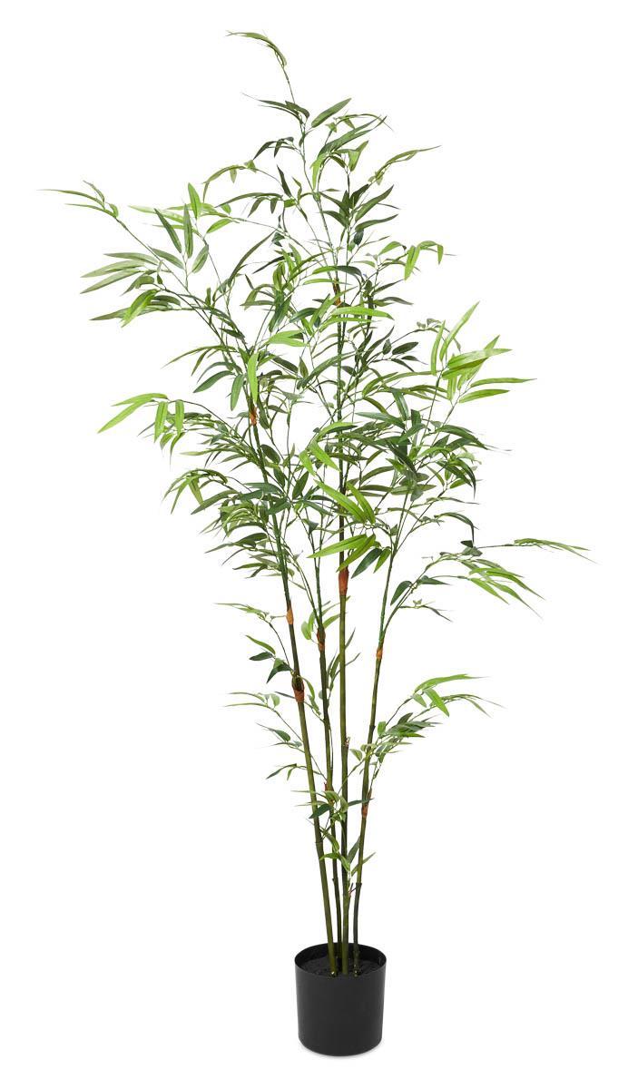 Bamboo Tree in Plastic Pot 120cm - Green
