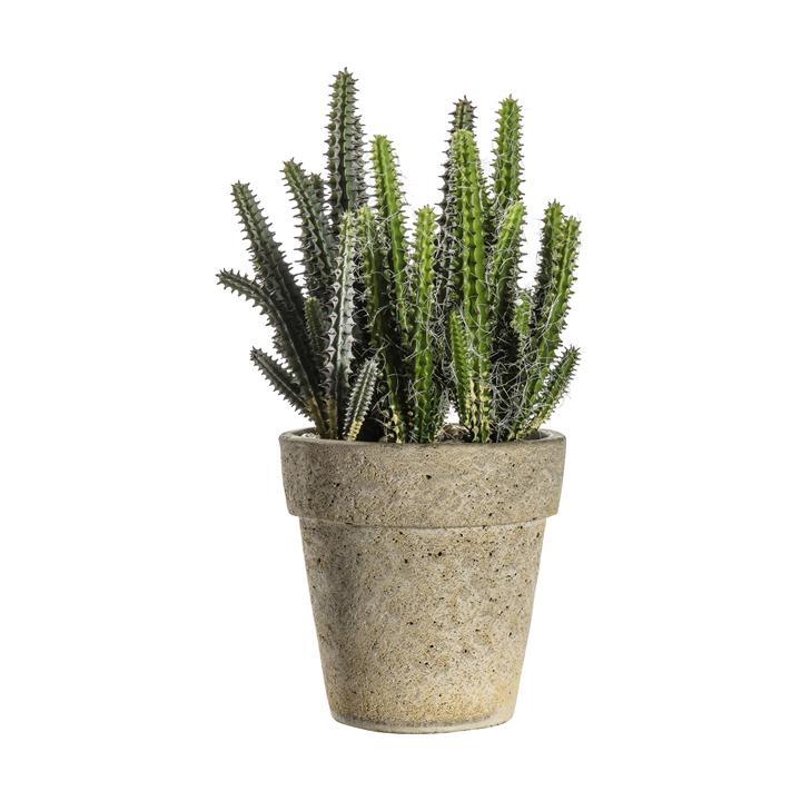 Cacti Cereus With  Cement