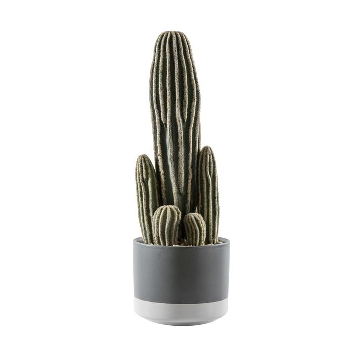 Cacti San Pedro With Ceramic Pot