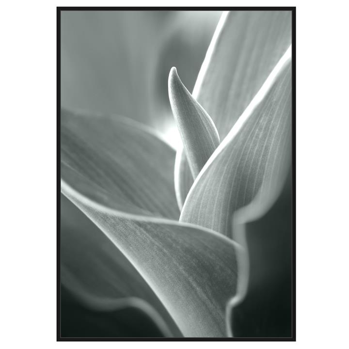 Calla Lily Black & White Print 83x123