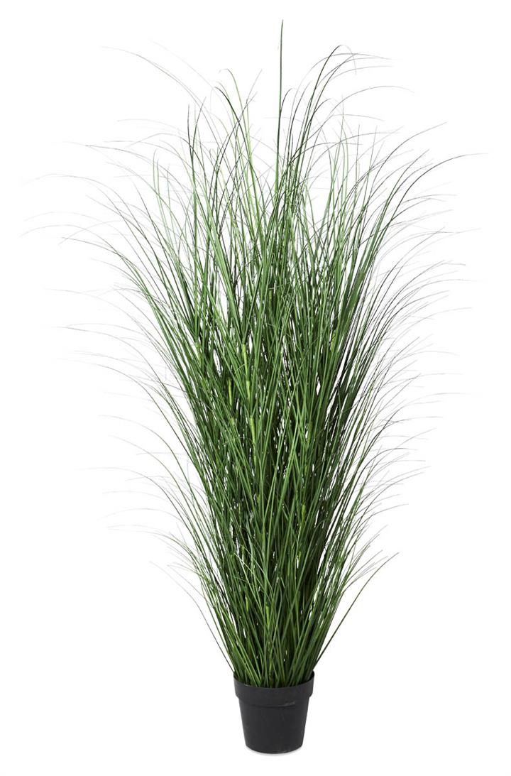 Coastal Grass in Plastic Pot 125cm - Green