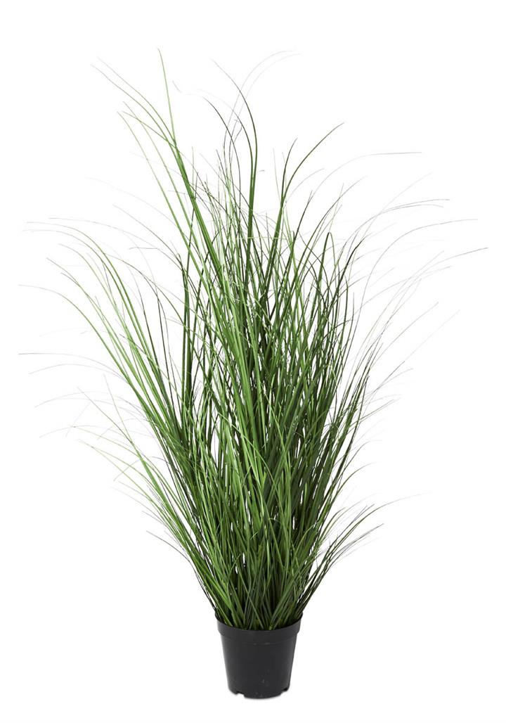 Coastal Grass in Plastic Pot 52cm - Green