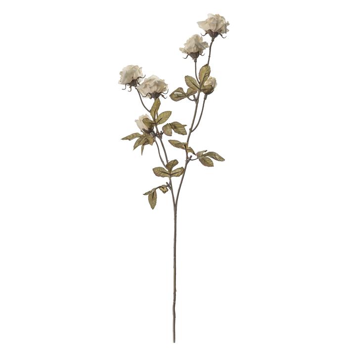 Dried Rose Spray (4pk) - Ivory