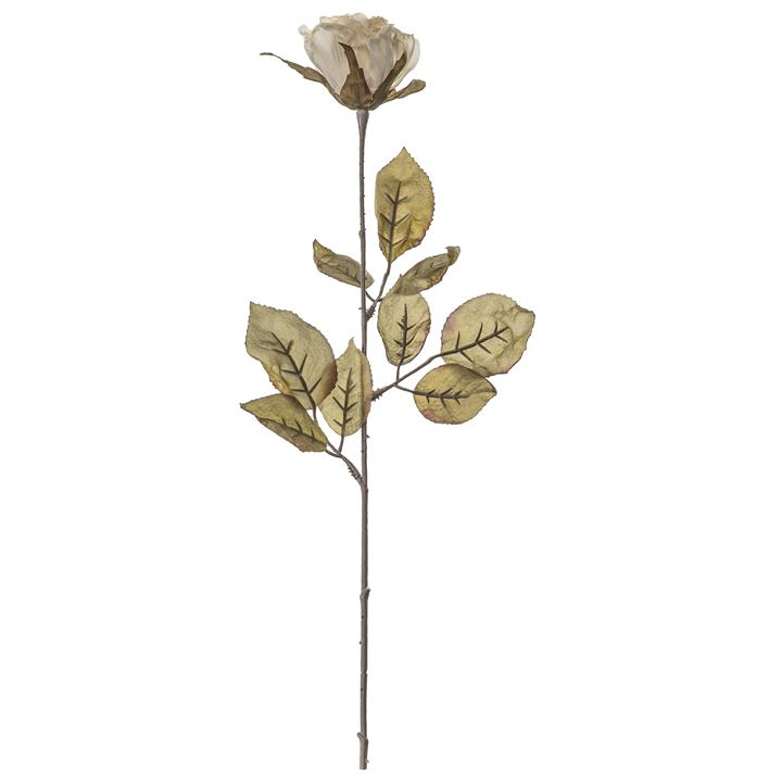 Dried Rose Stem (4pk) - Ivory