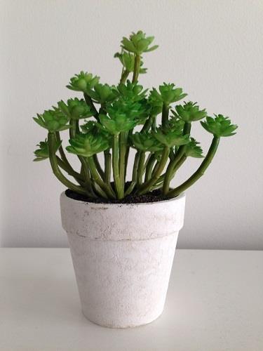 Durie Succulent