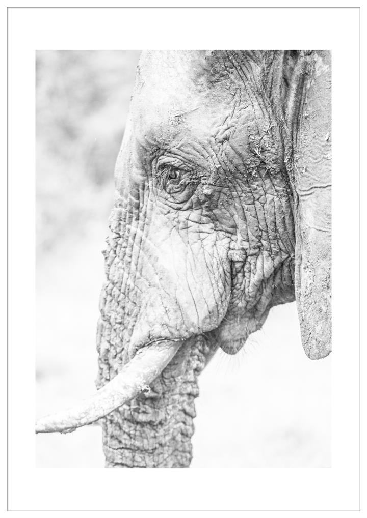 Elephant Side  - 113X160 - White Frame