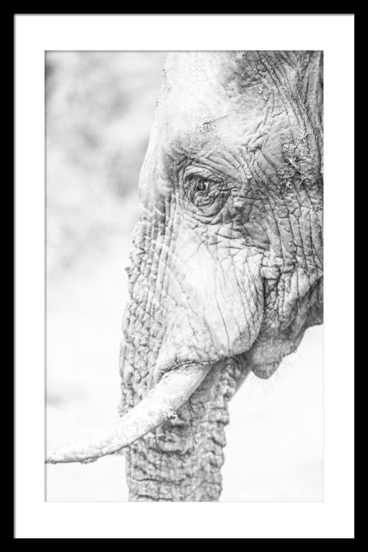 Elephant Side  - 60x90 - Black Frame