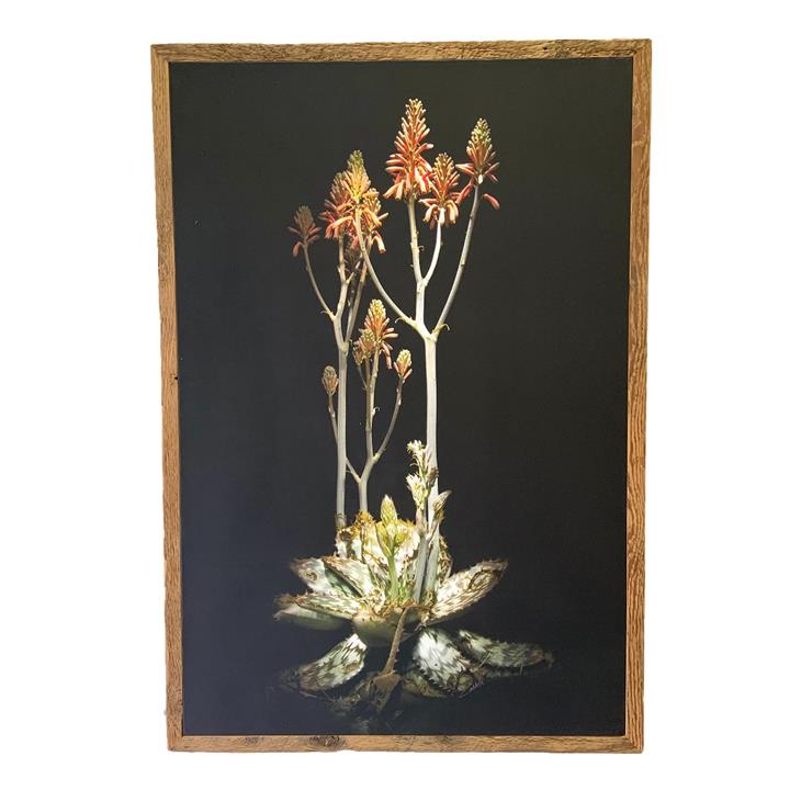 Framed Canvas ALOE AFRICANA