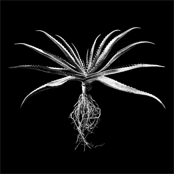 Framed Canvas ALOE Black