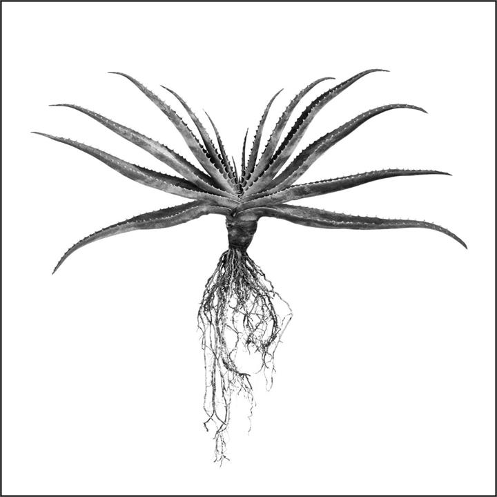 Framed Canvas ALOE White