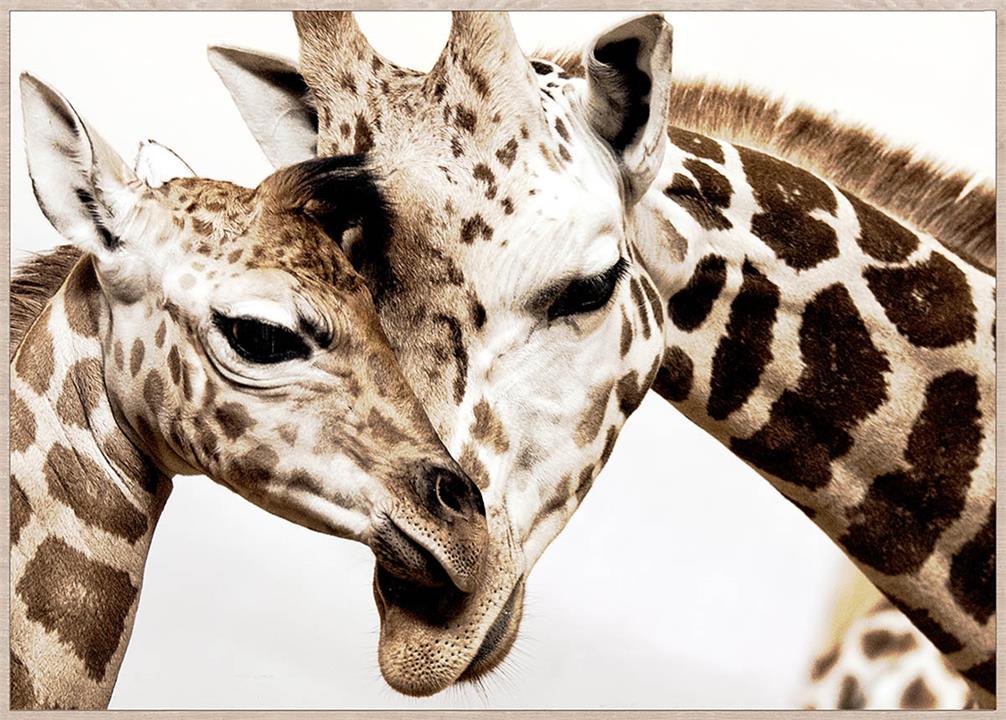 Giraffe Portrait Framed Canvas Wall Art