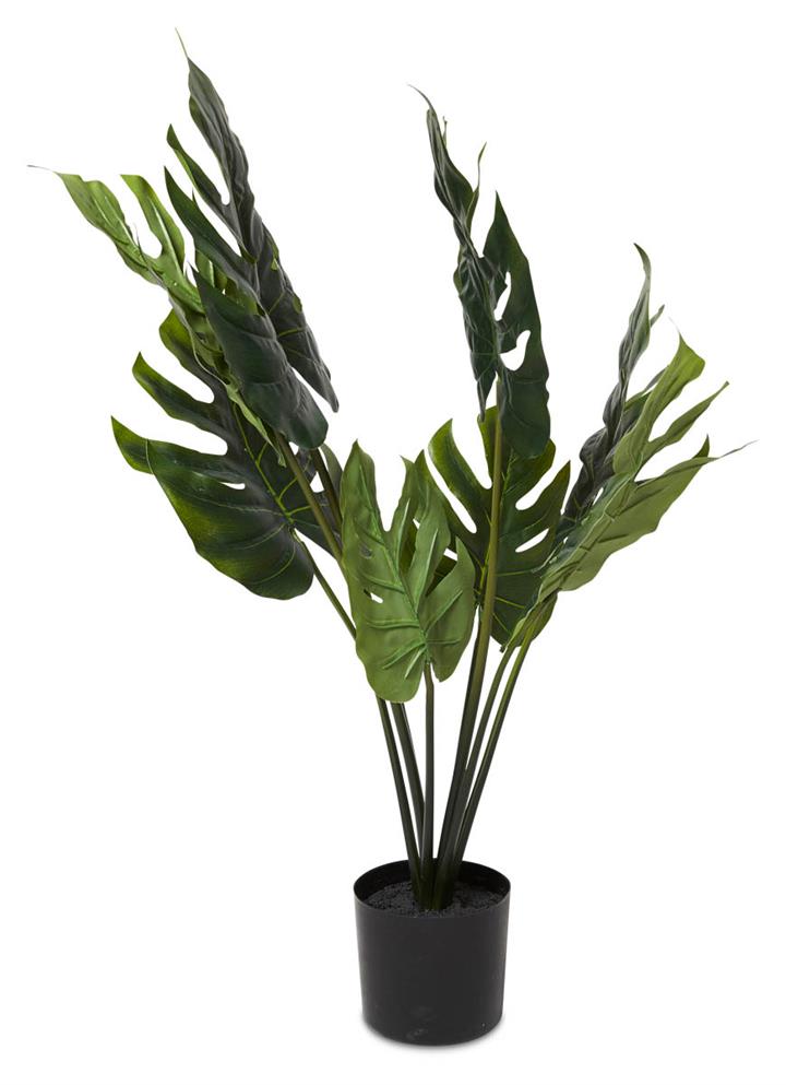 Grand Split Philo Bush in Plastic Pot 63cm - Green
