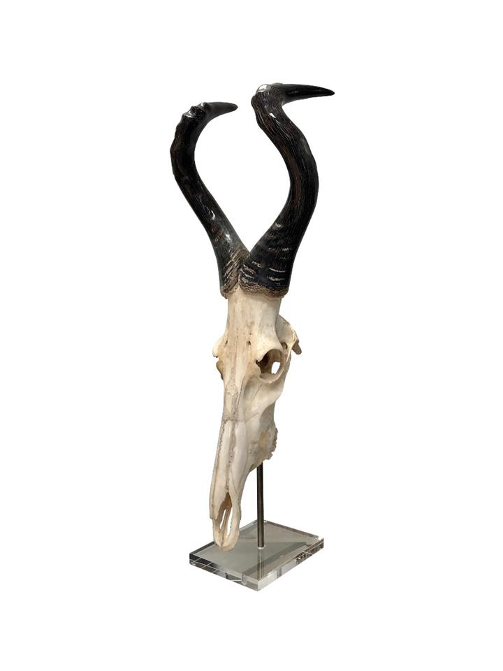 Hartebeest Oiled Full Scull