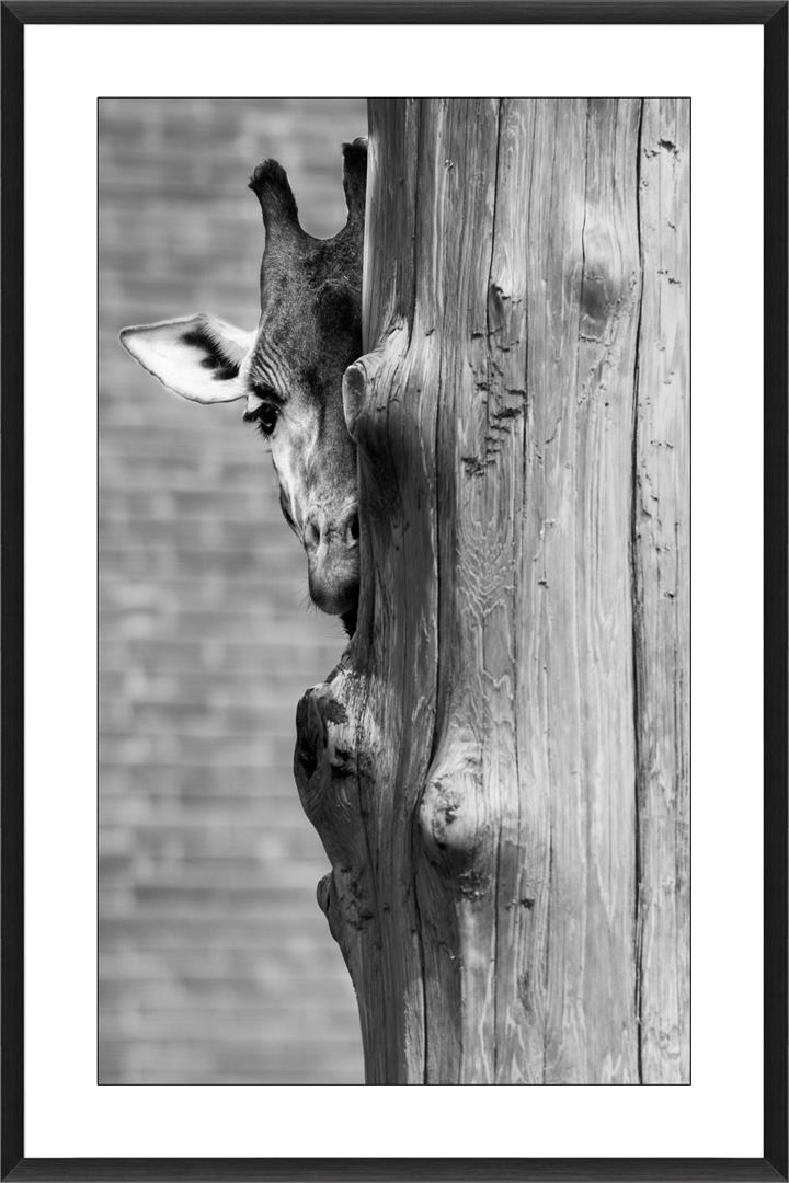 Hello Cheeky Glass Framed Print - Black Frame