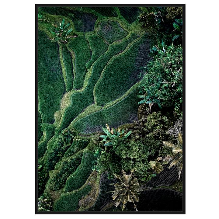 In the Rice Fields Print 83x123cm