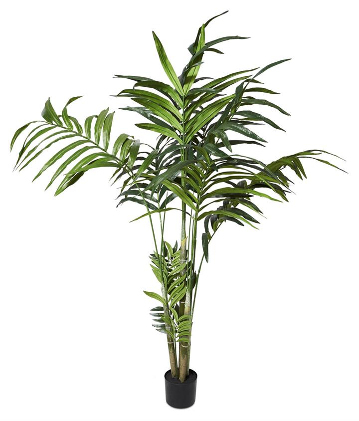 Kentia Palm in Plastic Pot 180cm - Green