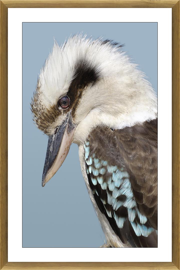 Kookaburra Glass Framed Print - Oak Frame - 120X8Cm