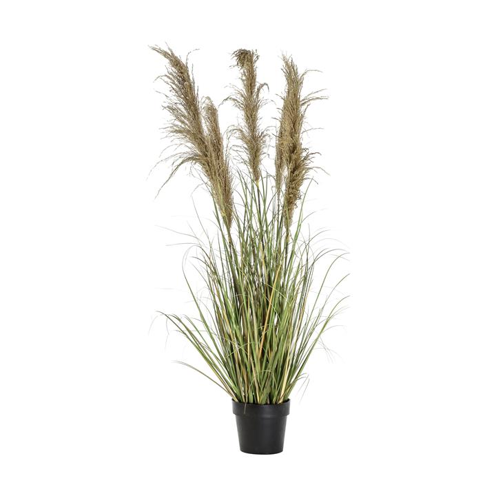Pancho Grass With 5 Heads