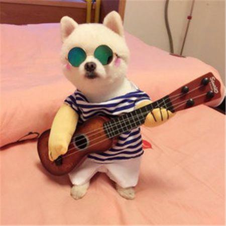 Pet Funny costume playing guitar Size M