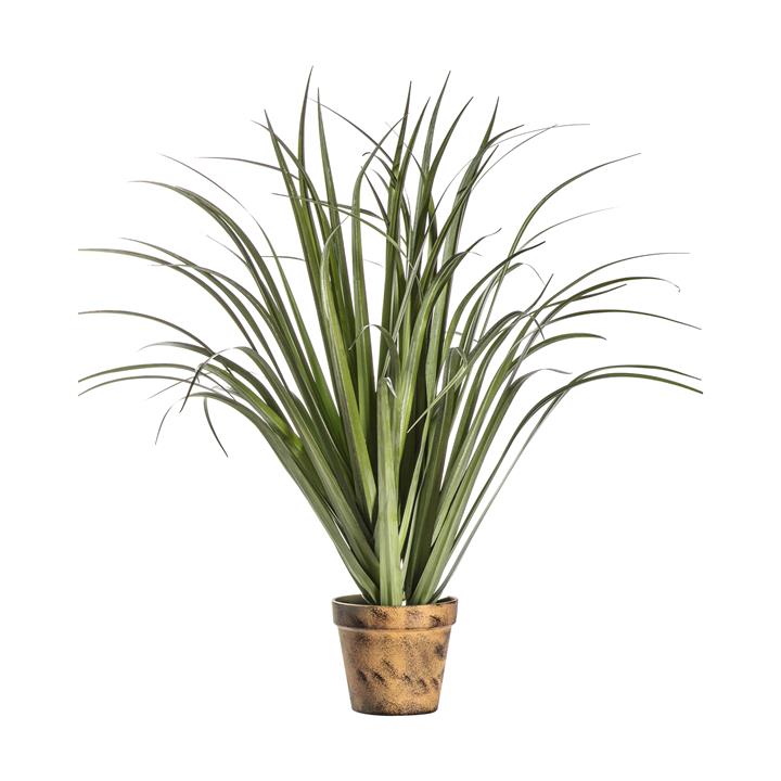 Portia Dracaena Silver Green