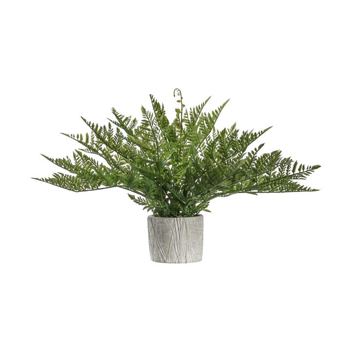 Portia Fern With Zigzag Pot