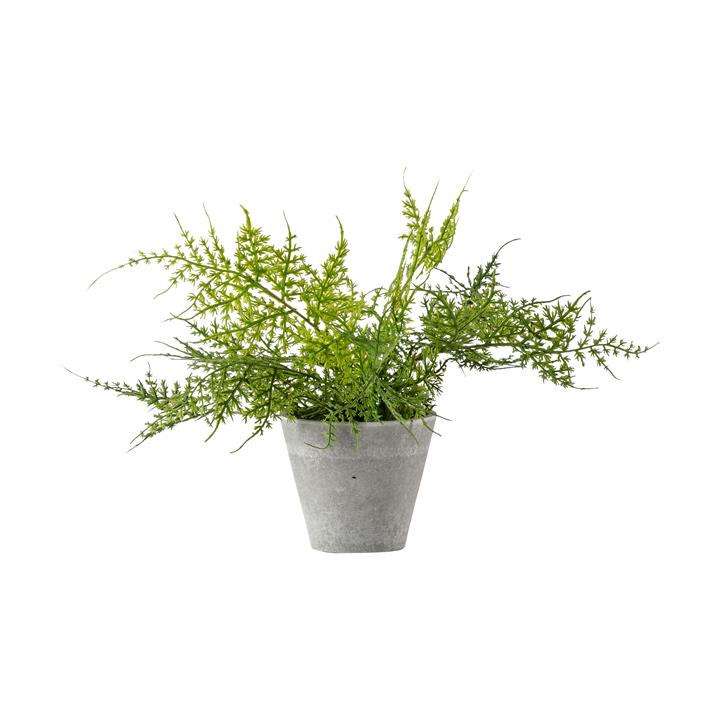 Portia Ferns Asstd (4pk)