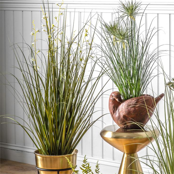 Portia Grass With 7 Heads