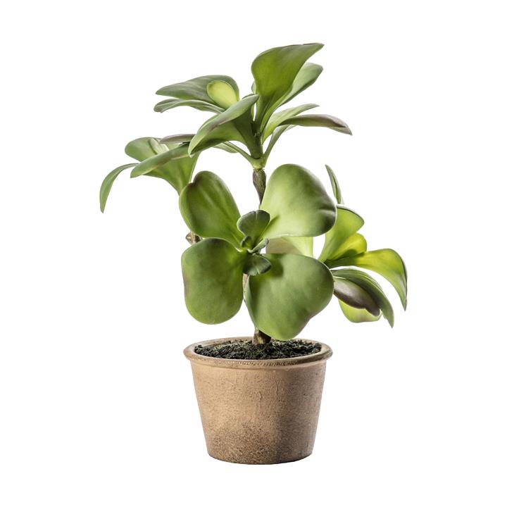 Portia Kalanchoe Large