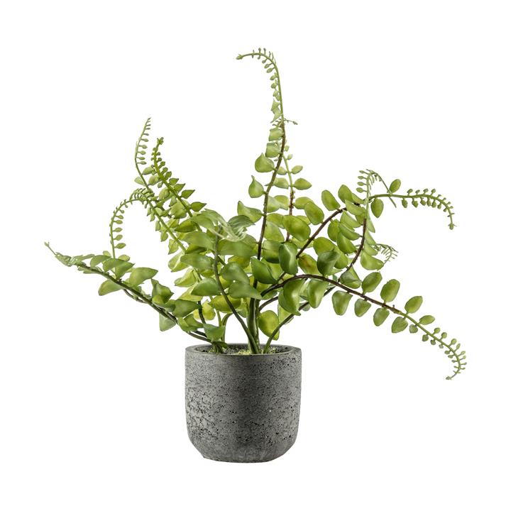 Portia Royal Fern