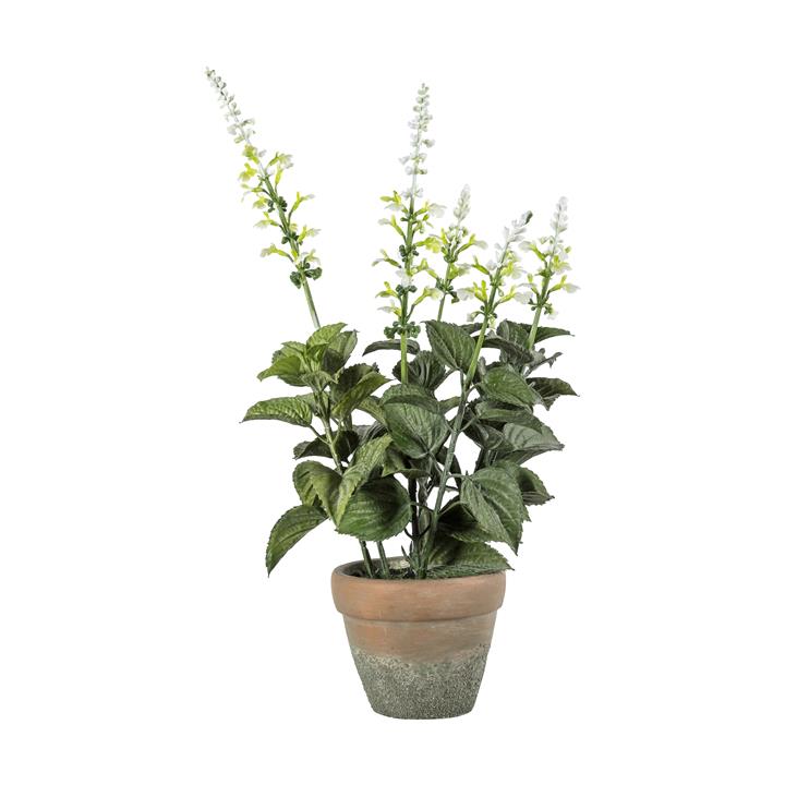 Portia Salvia White