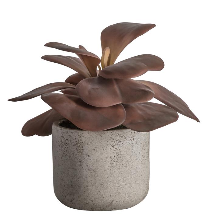 Potted Kalanchoe Damson