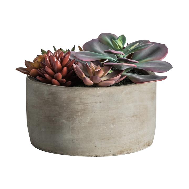 Potted Mixed Succulent