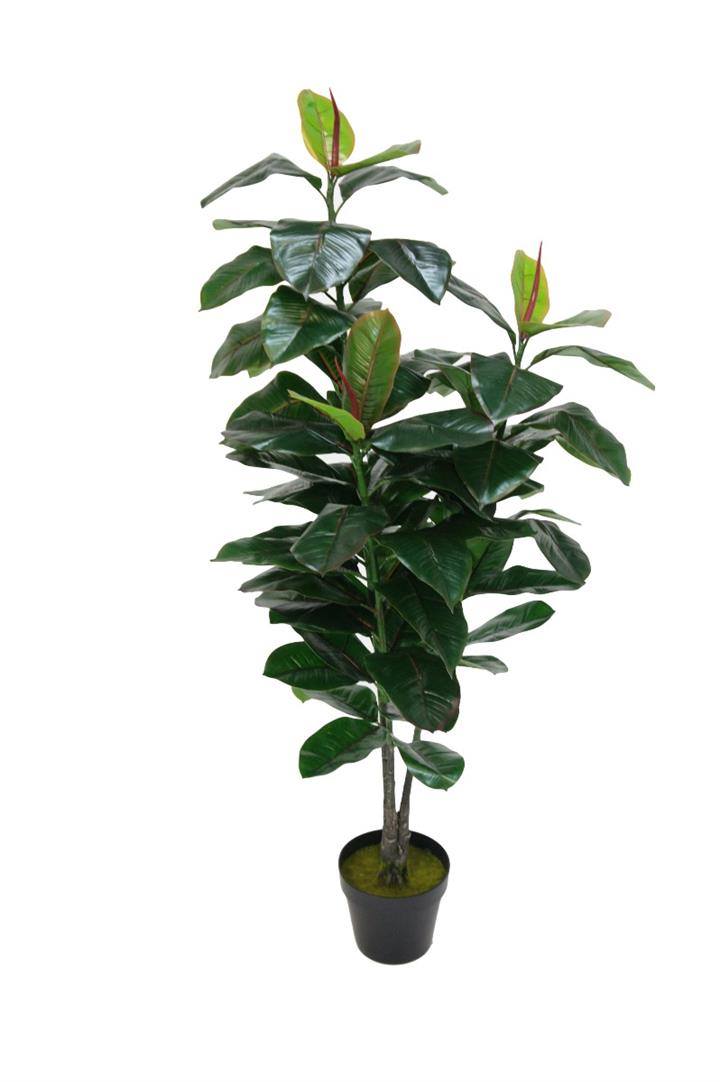 Rubber Plant With Black Plastic Pot