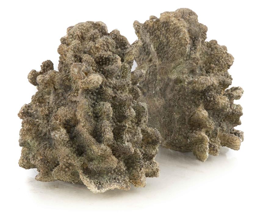 Set of Polyresin Coral Bookends