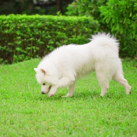 Sinypet 25-inch Dog Flea Collar Tick Insect Repellent Natural Essential Oil Water-resistant Full-body Protection