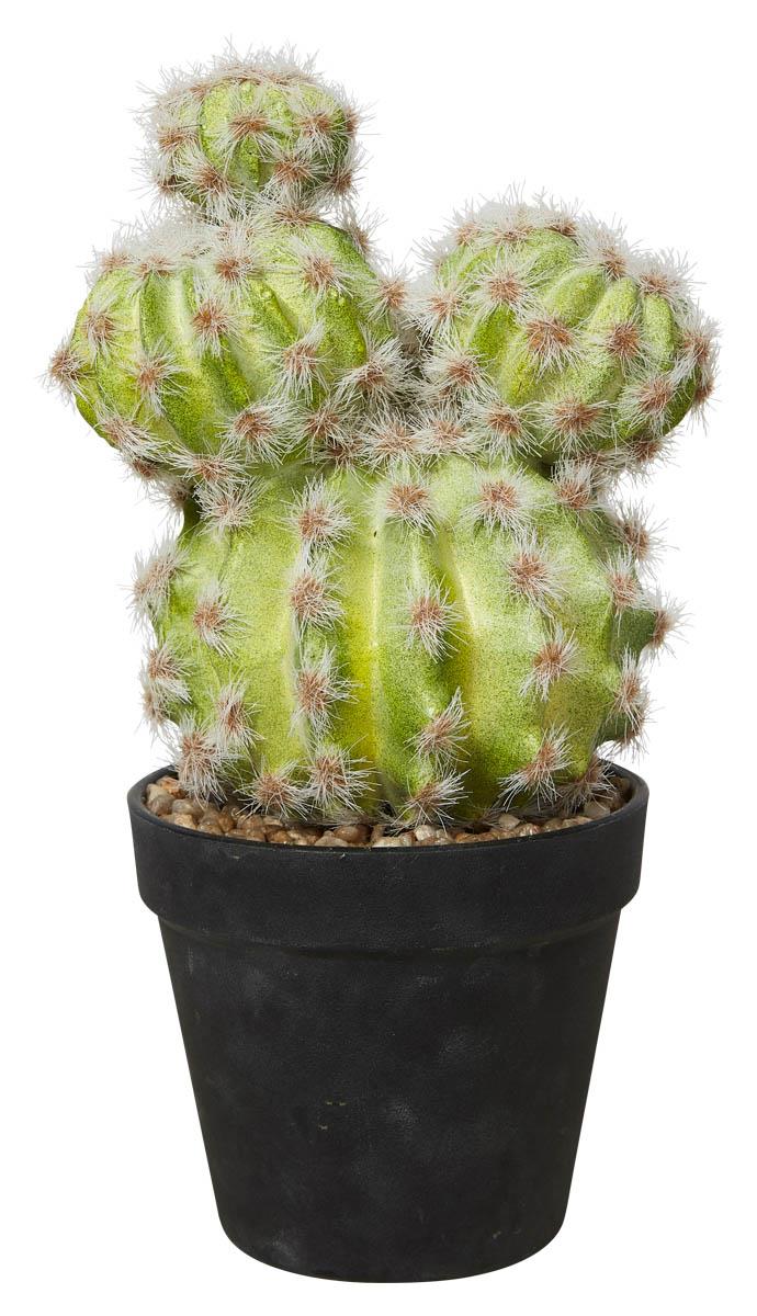 Small Cactus in Plastic Pot 26cm - Green