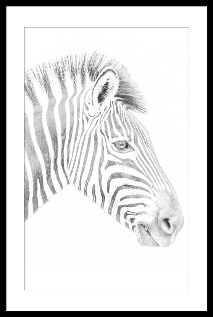 Zebra  - 80X120 - Black Frame
